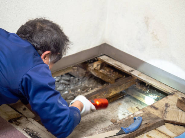 Best Mold Removal Company Near Me  in Kingston, WA