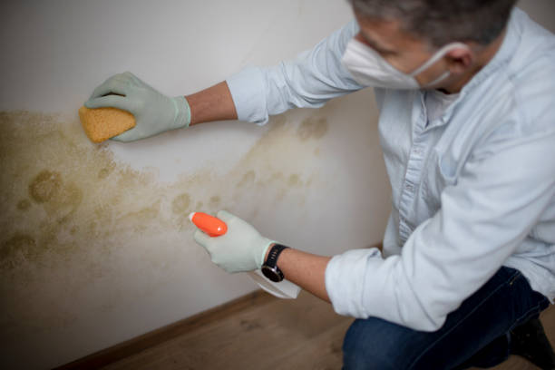 Best Residential Mold Removal  in Kingston, WA