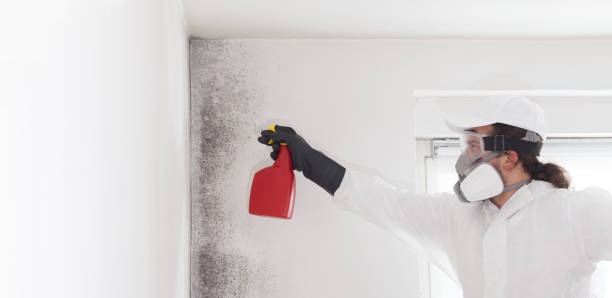 Best Mold Removal and Inspection  in Kingston, WA