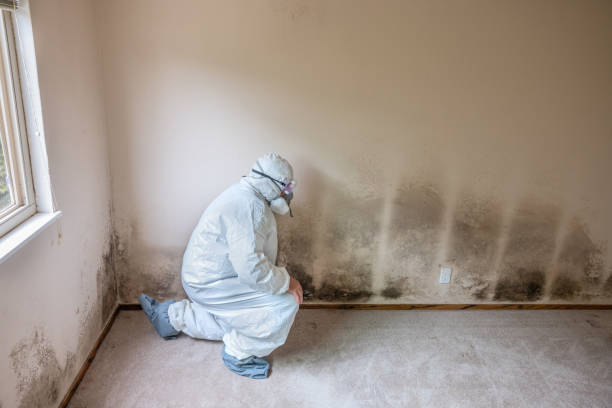 Best Home Mold Removal  in Kingston, WA