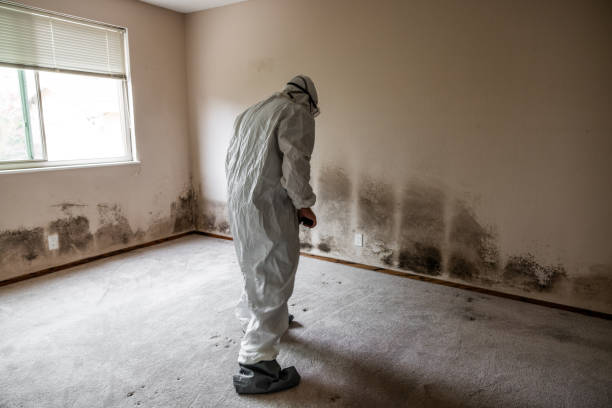 Best Professional Mold Removal  in Kingston, WA