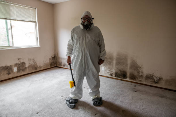 Best Mold Damage Repair  in Kingston, WA