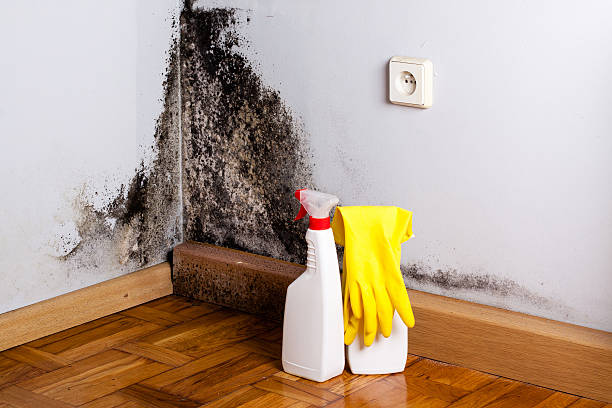 Best Mold Remediation Experts  in Kingston, WA