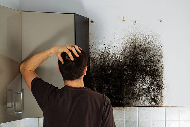 Best Toxic Mold Removal  in Kingston, WA