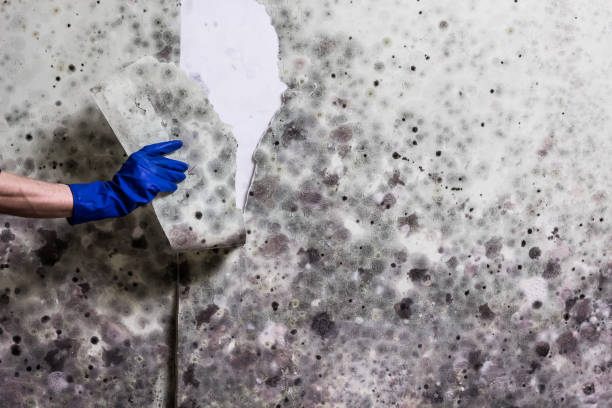 Best Residential Mold Removal  in Kingston, WA
