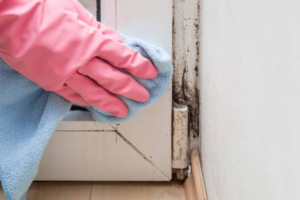 Best Local Mold Removal Service  in Kingston, WA
