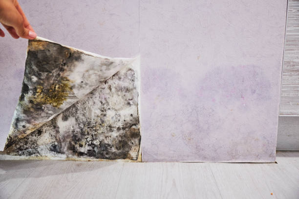 Best Affordable Mold Removal  in Kingston, WA